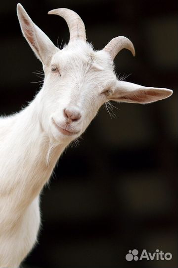 Козы дойные