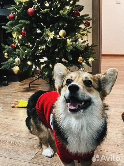 Вязка корги