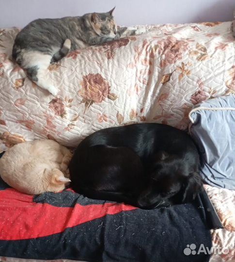 Собака в добрые руки