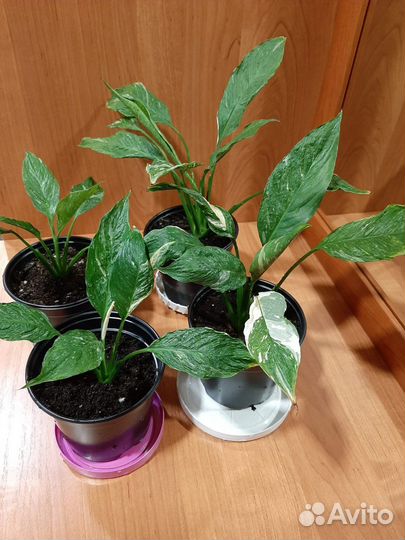 Спатифиллум домино