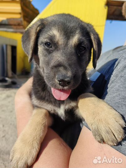 Щенки помесь