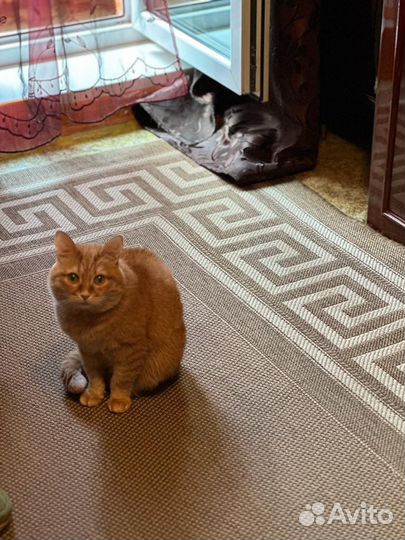 Кошечка Жуля. Бесплатно. В добрые руки