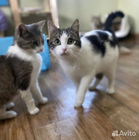 Кошка ищет дом