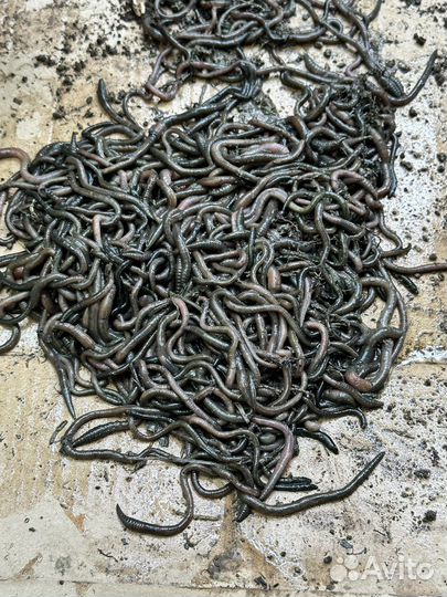 Зленые черви крупные