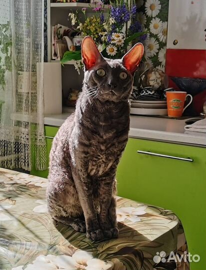 Корниш-рекс кот