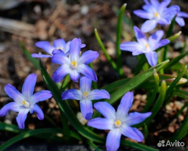 Многолетники для сада цветы