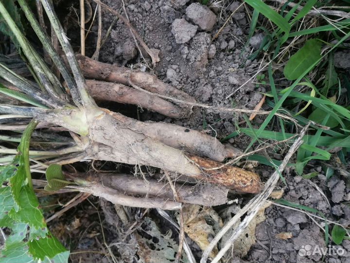 Корни хрена сортовые