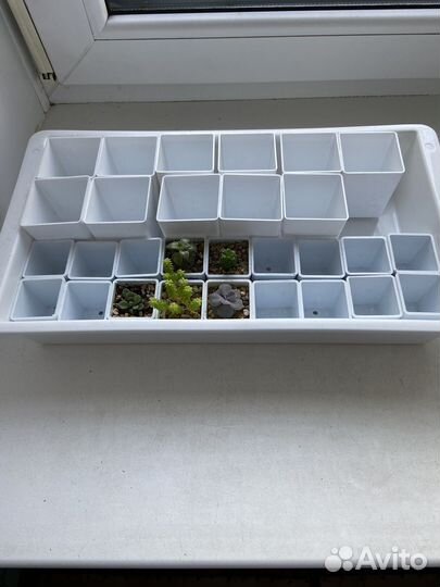 Набор для начинающего суккулентолюба