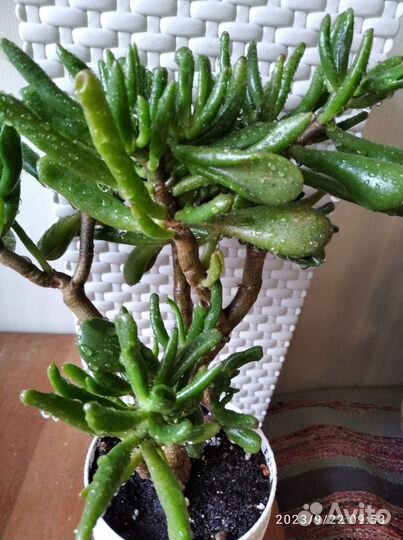 Красула хоббит