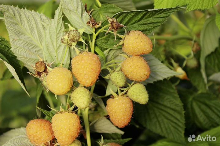 Малина желтый гигант