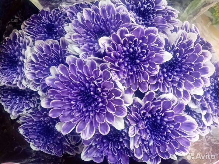 Хризантема кустовая