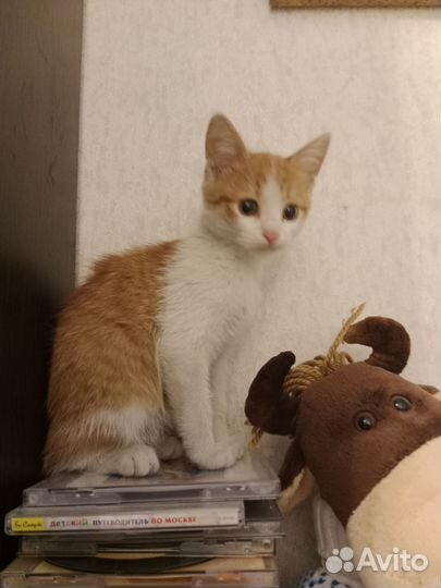 Рыжий котенок мальчик