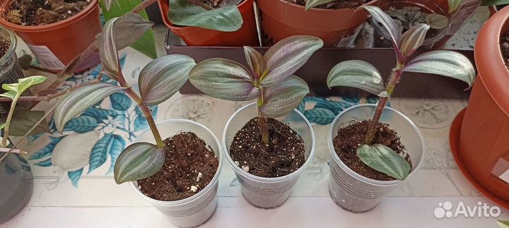 Сортовые традесканции, седум, пеперомия