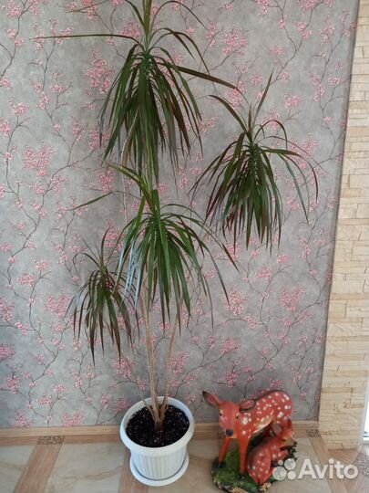 Пальма драцена