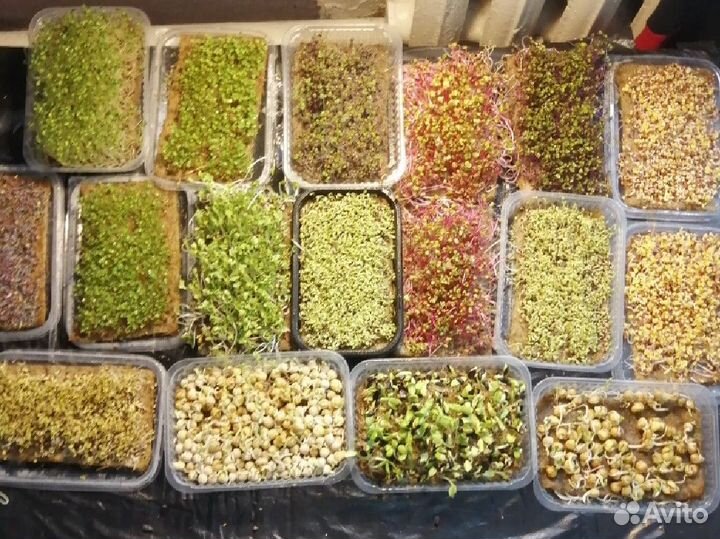 Микрозелень