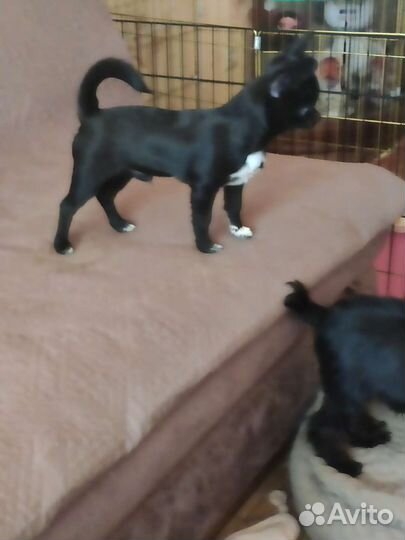 Щенки чихуахуа