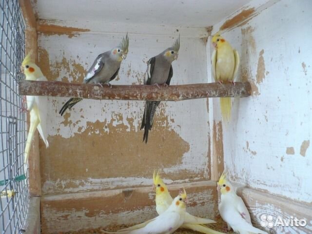 Молодые кореллы