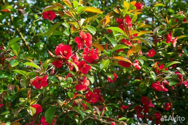 Яйва японская