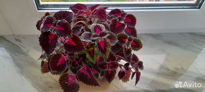 Колеусы вегетативные