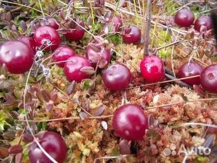 Клюква свежая