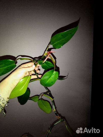 Филодендрон краснеющий