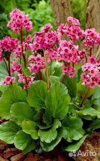 Сортовой бадан комнатное. Бергения.Ухо слона