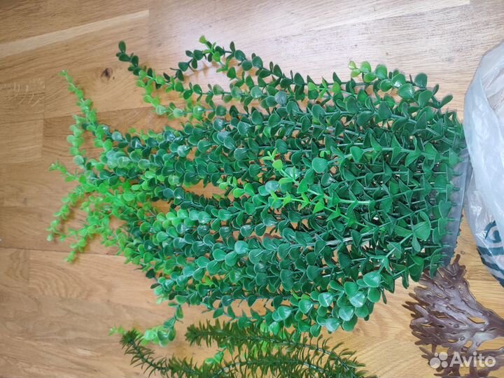 Растения, прополка