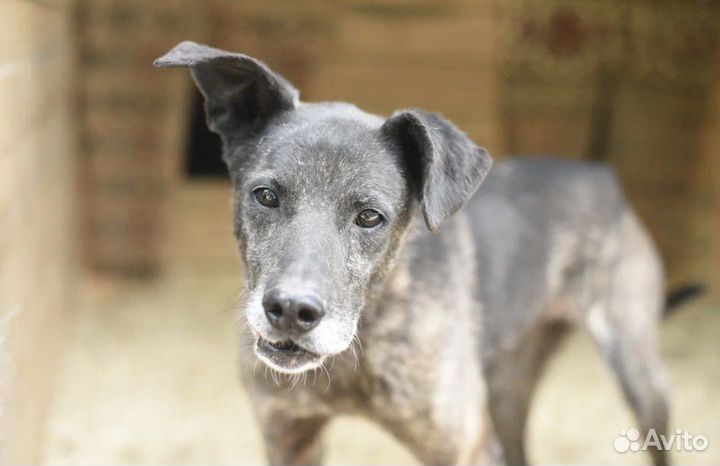 Несчастная старушка вся жизнь в приюте