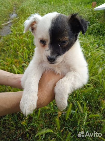 Щенки дворянской породы