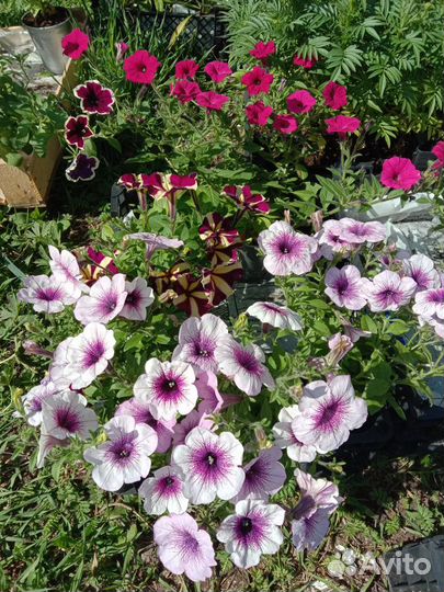 Рассада: петуния, алиссум, вербена, гацания, виола