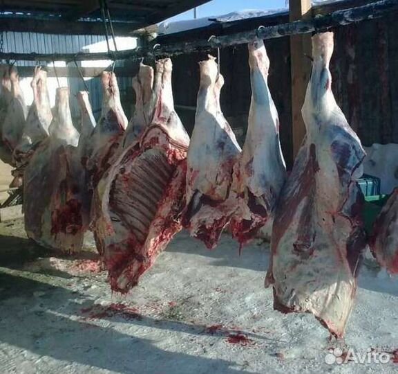 Мясо говядина домашняя