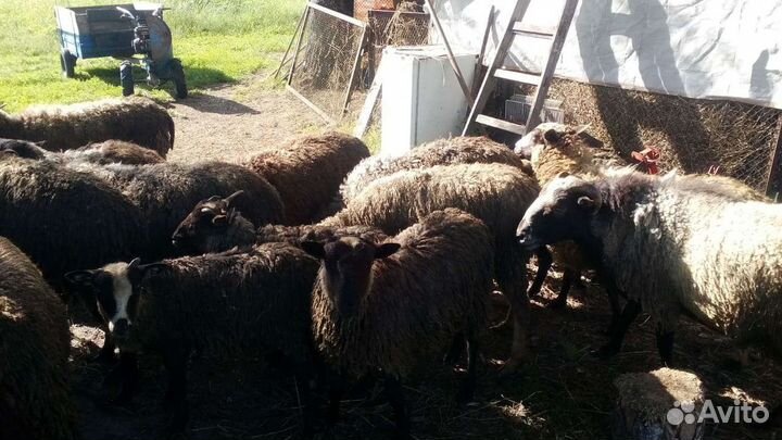 Овцы бараны