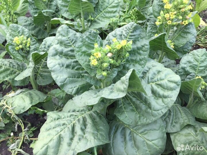 Семена махорки Мапачо (Mapacho) 150 сем