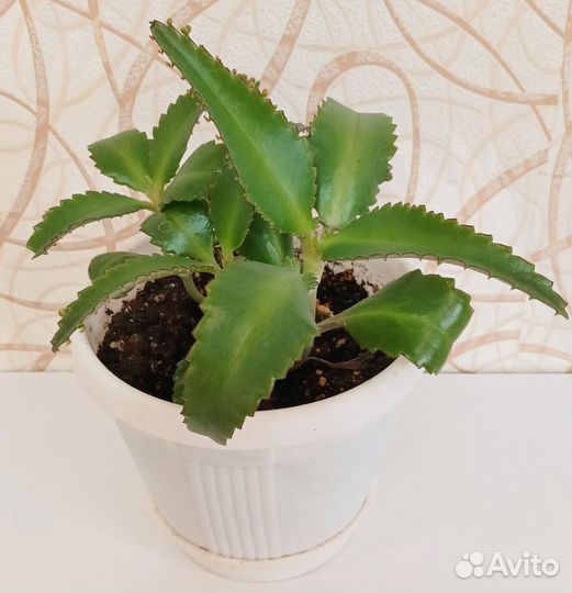 Каланхоэ лечебный