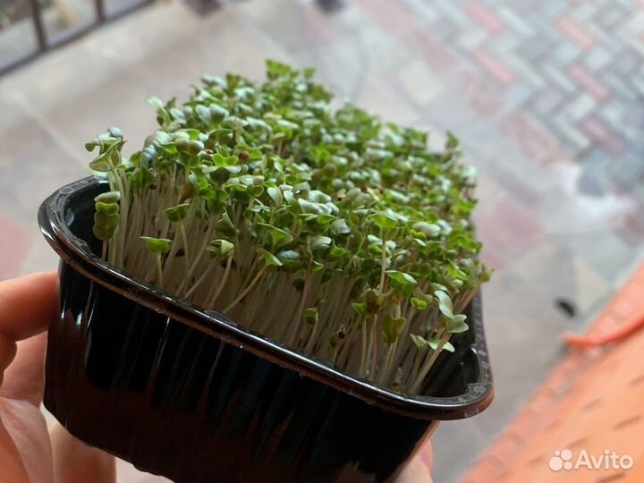 Семена брокколи-Рапини на микрозелень