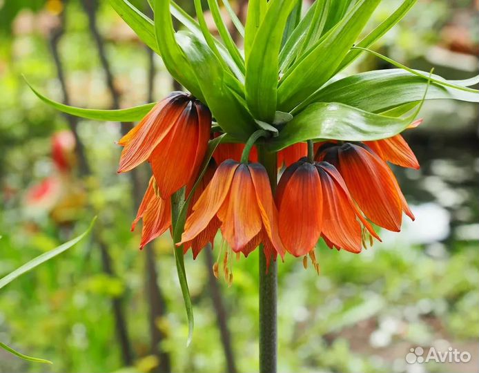 Рябчик императорский