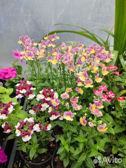 Рассада садовых цветов