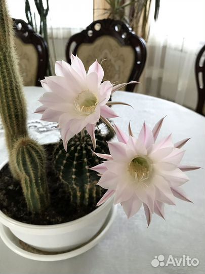 Кактус цветущий