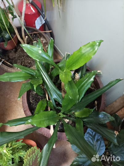 Спатифиллум