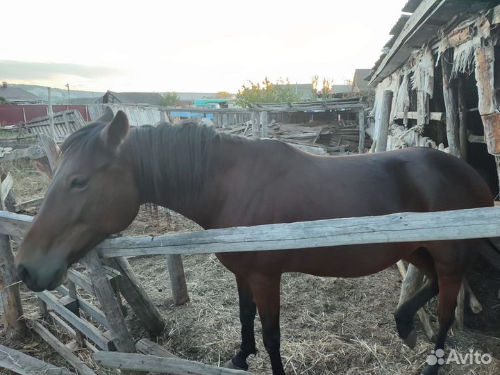 Лошадь