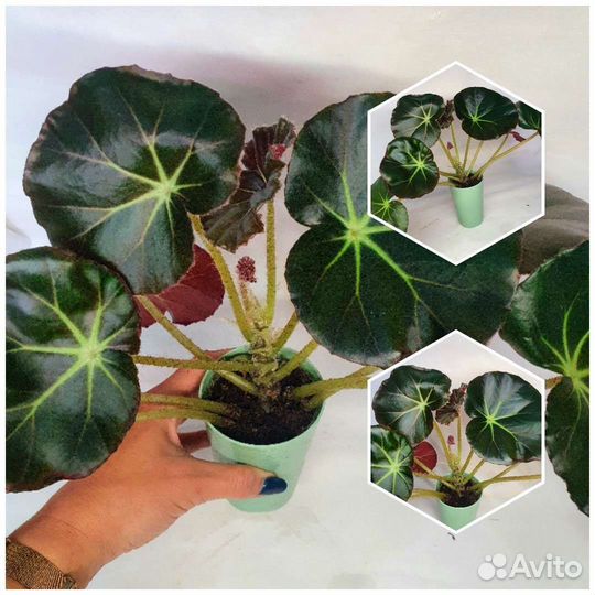 Комнатные растения Отправлю сдек или почта