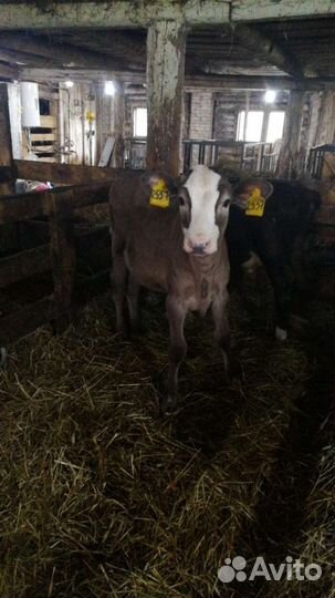 Телята на доращивание с доставкой