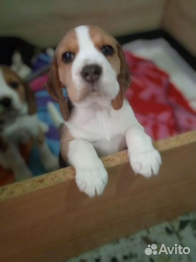 Щенки бигль с документами