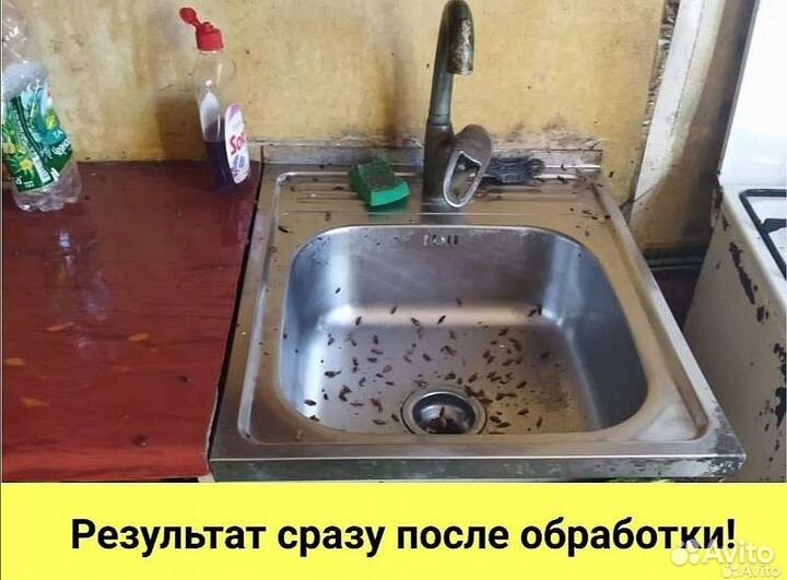 Уничтожение клопов тараканов мышей блох муравьёв