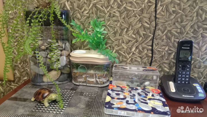 Формикарий