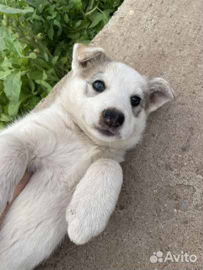 Щенок западно сибирской лайки
