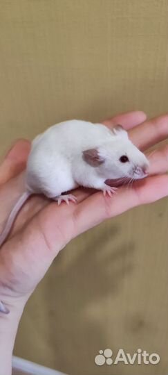 Декоративные мышки