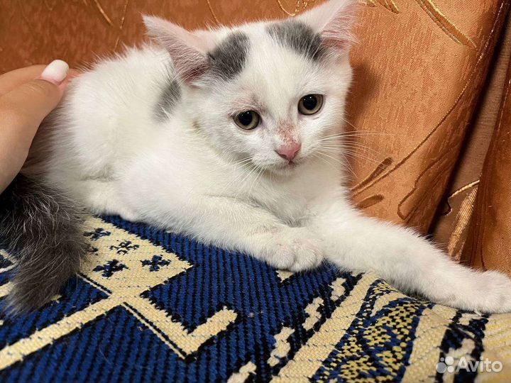 Котята в добрые руки бесплатно