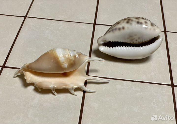 Морские ракушки