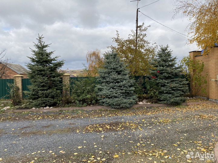 Продам ёлки